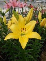 [4374 Scipione No02.JPG]